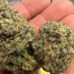 THCa Premium Exotic Flower