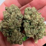 THCa Premium Exotic Flower